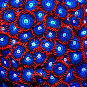 Fire and Ice Zoanthid Coral