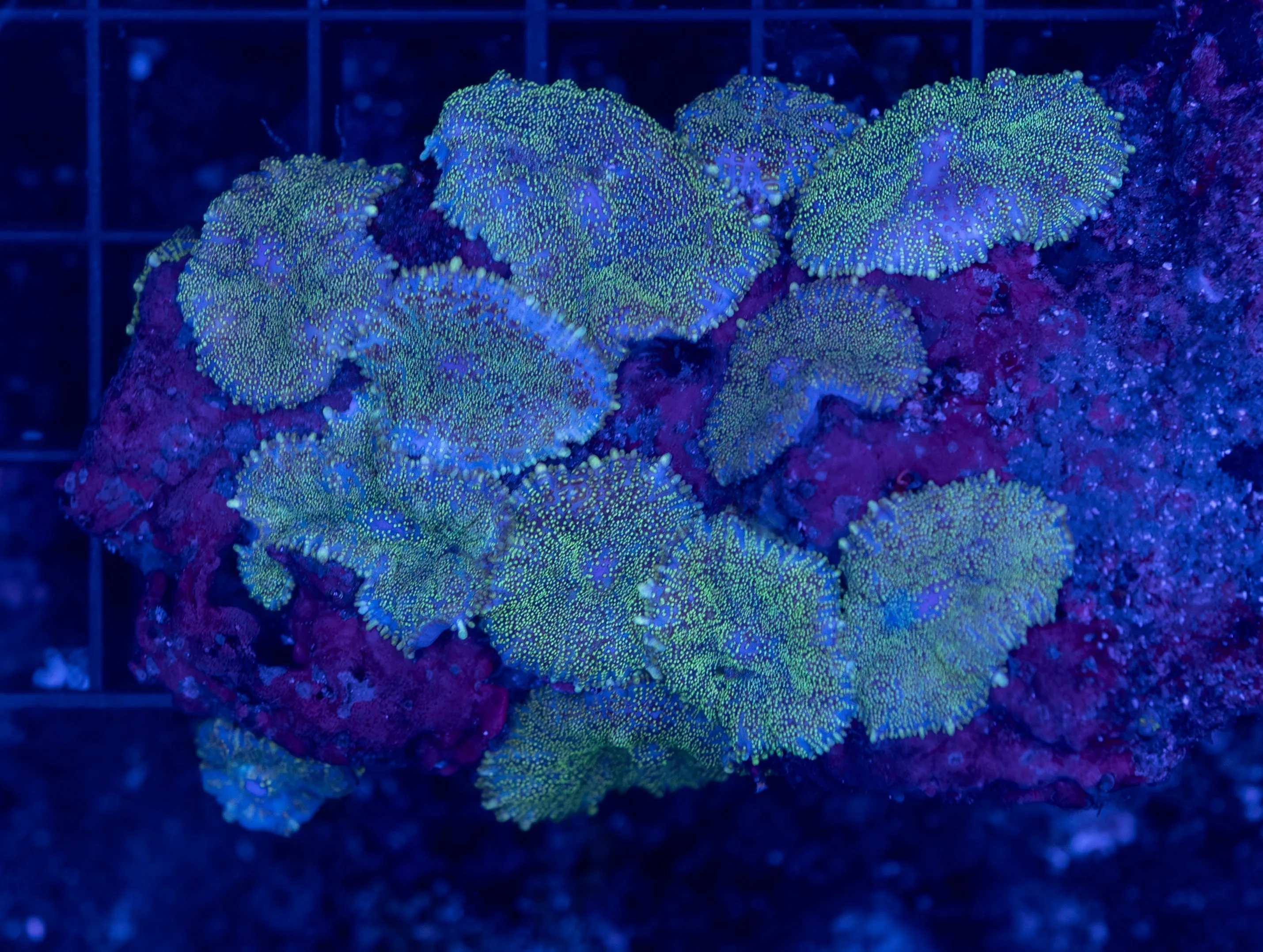 Galaxy Morph Rock