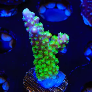 Paletta Pink Tip Acropora Coral