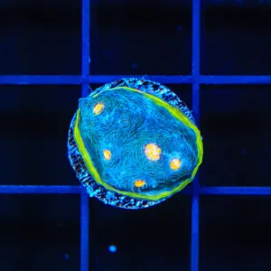TSA Baby Blue Rainbow Chalice Coral