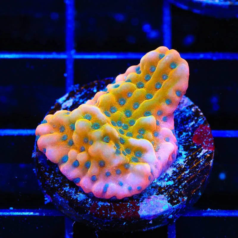TSA Kaboom Montipora Coral