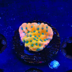 TSA Kaboom Montipora Coral