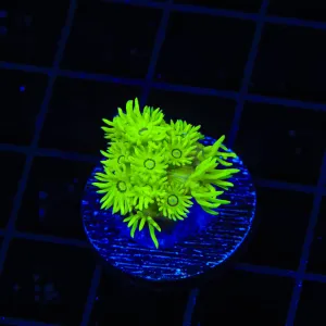 TSA Shrek Goniopora Coral