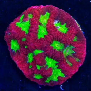 Tyree Open War Coral Coral