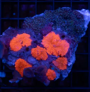 Ultra Red Corilamorph Rock