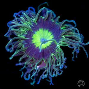 WWC Dream Catcher Duncan Coral