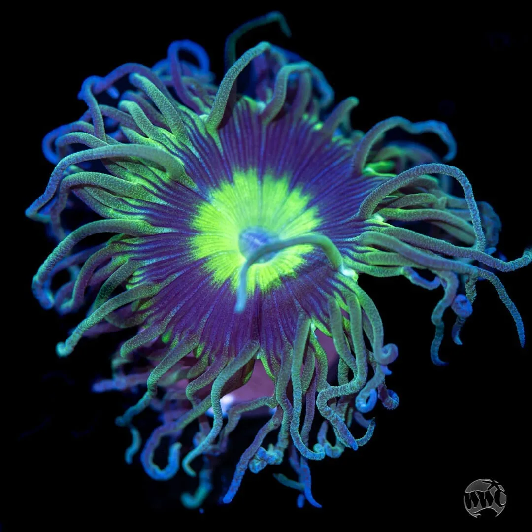 WWC Dream Catcher Duncan Coral