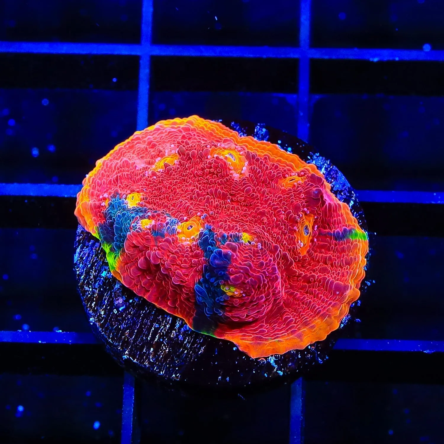 WWC Jelly Bean Chalice Coral Mini Colony