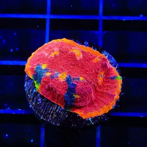 WWC Jelly Bean Chalice Coral Mini Colony