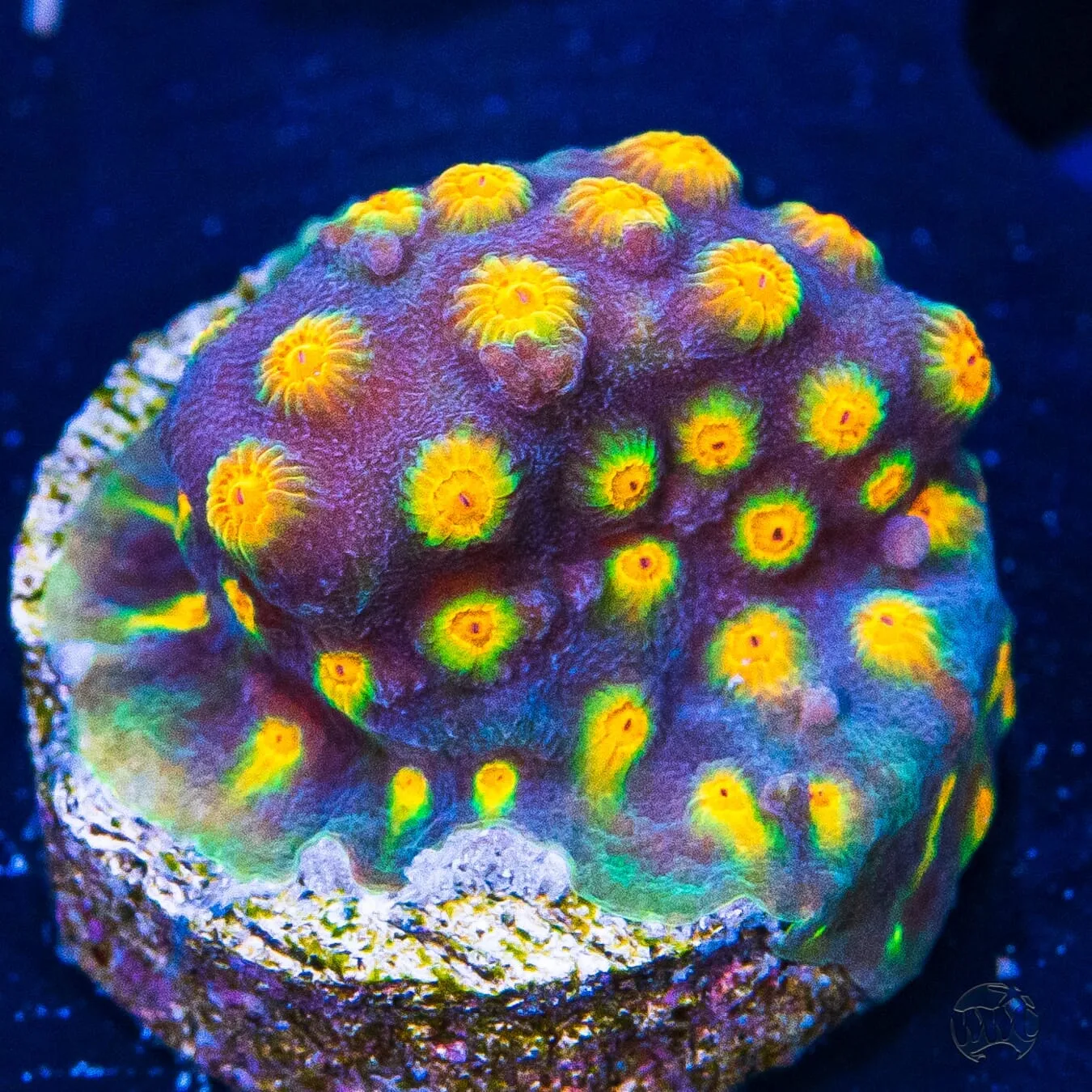 WWC Rainbow Madness Cyphastrea Coral